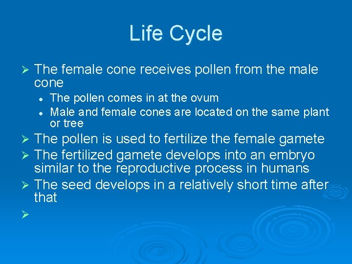 Life Cycle Ø The female cone receives pollen from the male cone l l
