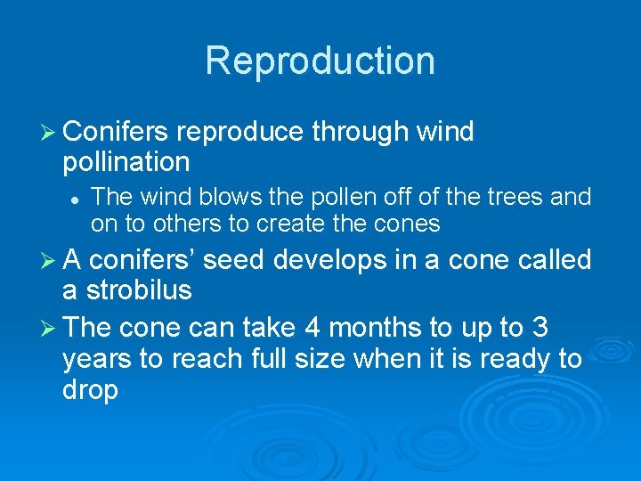 Reproduction Ø Conifers reproduce through wind pollination l The wind blows the pollen off