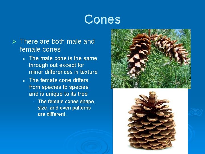 Cones Ø There are both male and female cones l l The male cone