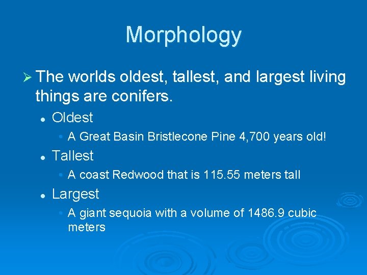 Morphology Ø The worlds oldest, tallest, and largest living things are conifers. l Oldest