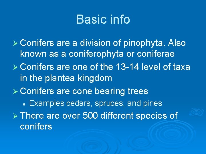 Basic info Ø Conifers are a division of pinophyta. Also known as a coniferophyta