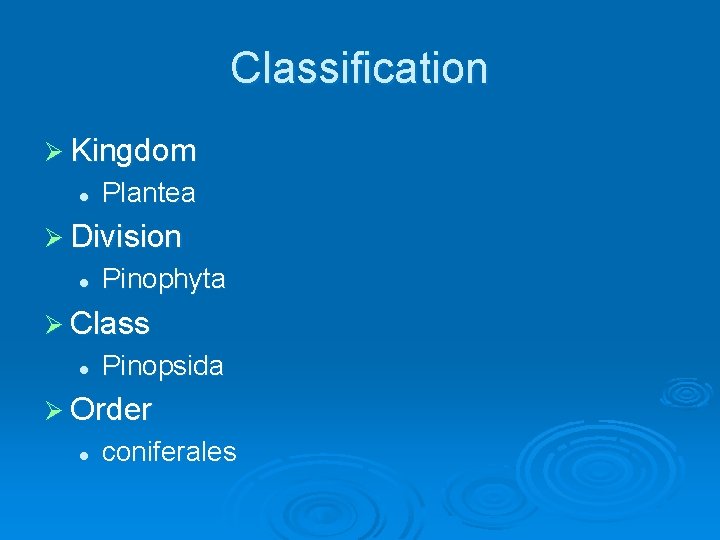 Classification Ø Kingdom l Plantea Ø Division l Pinophyta Ø Class l Pinopsida Ø