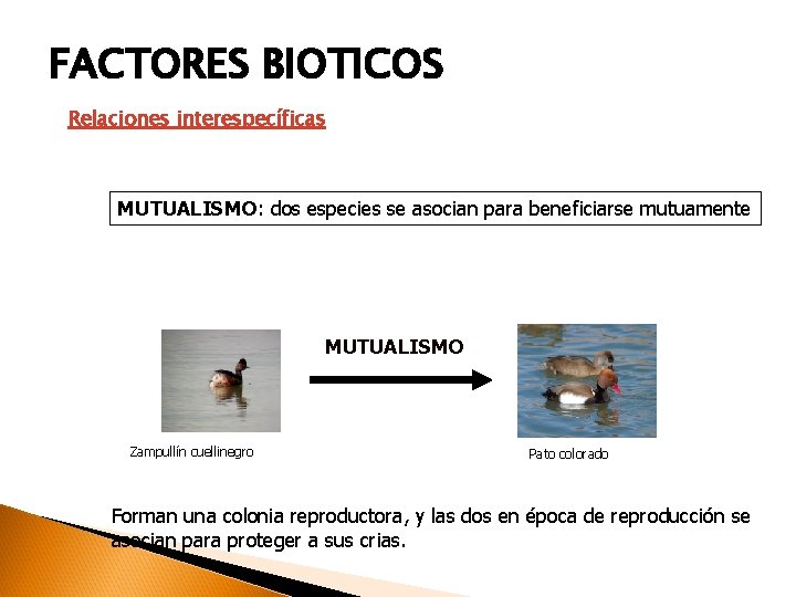 FACTORES BIOTICOS Relaciones interespecíficas MUTUALISMO: dos especies se asocian para beneficiarse mutuamente MUTUALISMO Zampullín