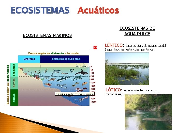 ECOSISTEMAS Acuáticos ECOSISTEMAS MARINOS ECOSISTEMAS DE AGUA DULCE LÉNTICO: agua quieta y de escaso