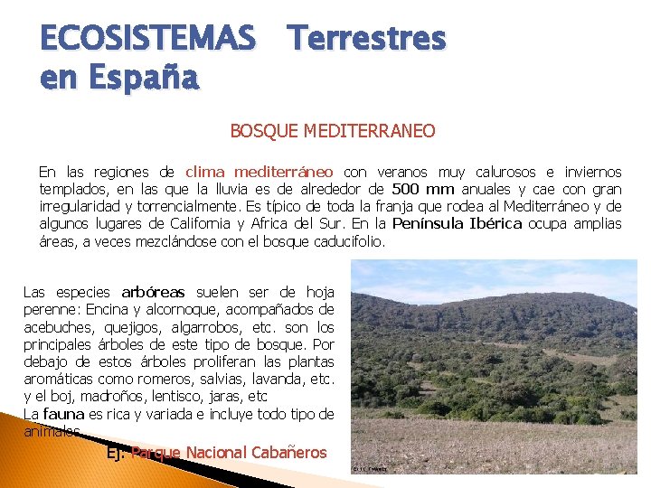 ECOSISTEMAS Terrestres en España BOSQUE MEDITERRANEO En las regiones de clima mediterráneo con veranos