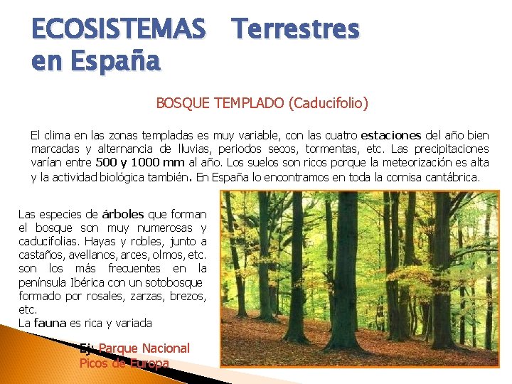 ECOSISTEMAS Terrestres en España BOSQUE TEMPLADO (Caducifolio) El clima en las zonas templadas es