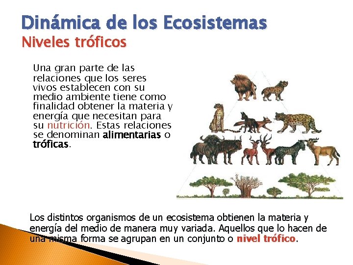 Dinámica de los Ecosistemas Niveles tróficos Una gran parte de las relaciones que los