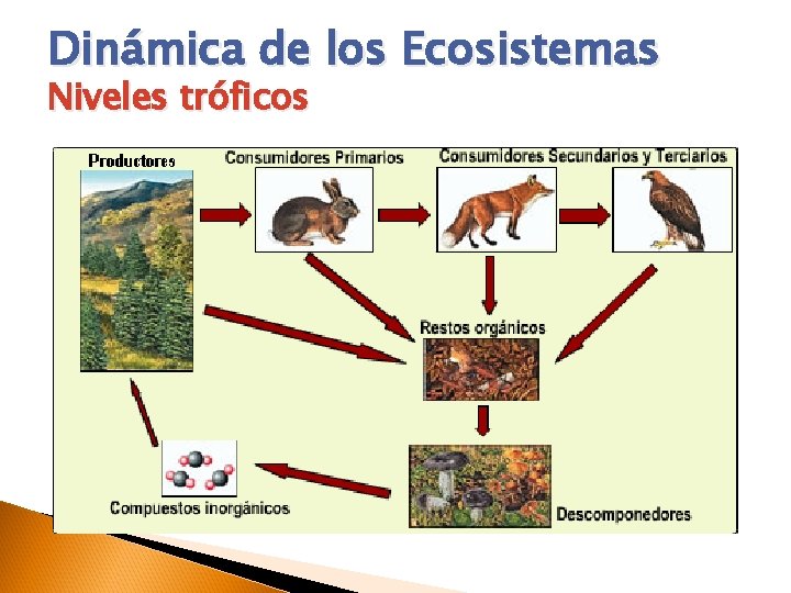 Dinámica de los Ecosistemas Niveles tróficos 