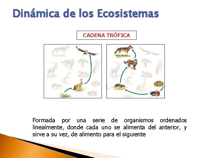 Dinámica de los Ecosistemas CADENA TRÓFICA Formada por una serie de organismos ordenados linealmente,