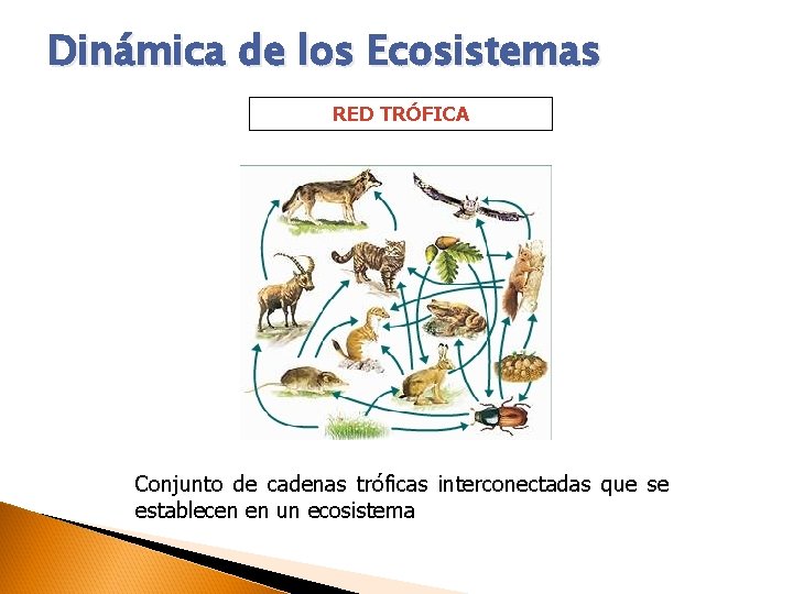 Dinámica de los Ecosistemas RED TRÓFICA Conjunto de cadenas tróficas interconectadas que se establecen