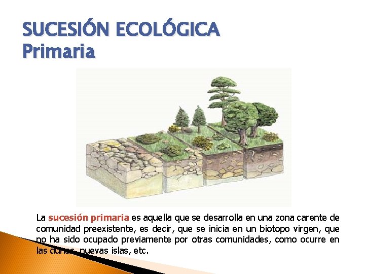 SUCESIÓN ECOLÓGICA Primaria La sucesión primaria es aquella que se desarrolla en una zona