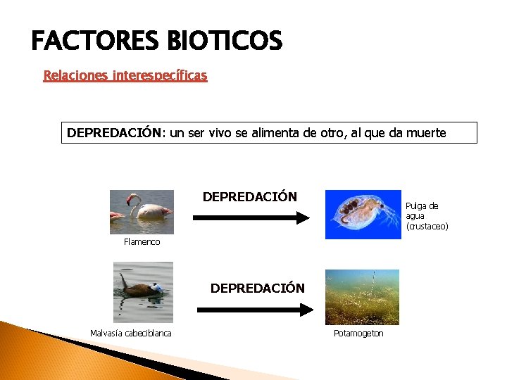 FACTORES BIOTICOS Relaciones interespecíficas DEPREDACIÓN: un ser vivo se alimenta de otro, al que