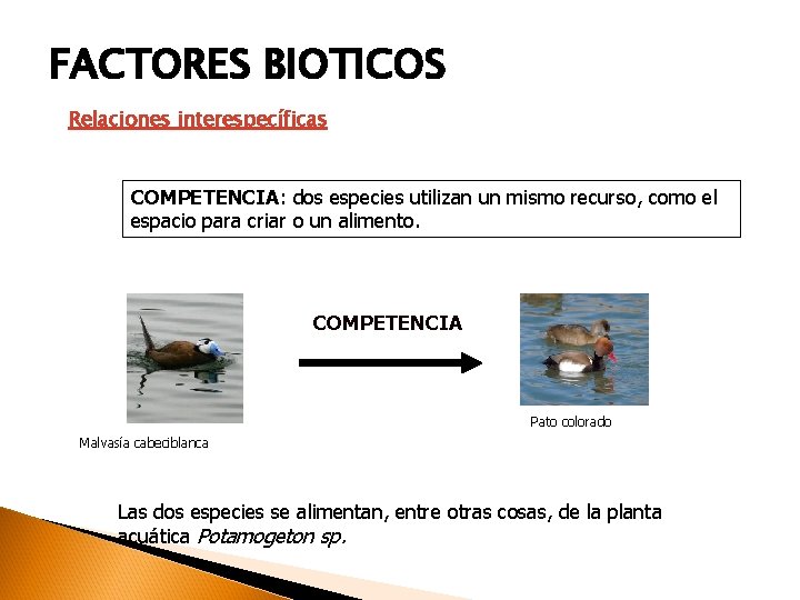 FACTORES BIOTICOS Relaciones interespecíficas COMPETENCIA: dos especies utilizan un mismo recurso, como el espacio