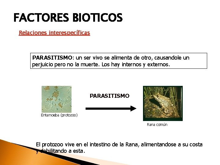 FACTORES BIOTICOS Relaciones interespecíficas PARASITISMO: un ser vivo se alimenta de otro, causandole un