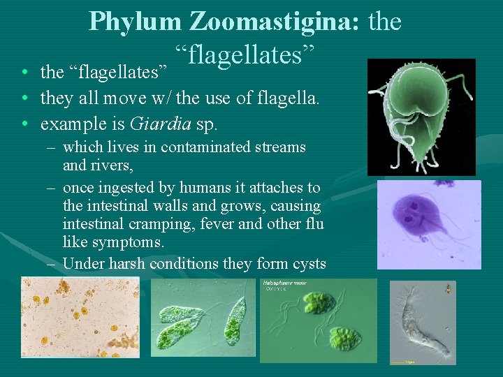 Phylum Zoomastigina: the “flagellates” • the “flagellates” • they all move w/ the use