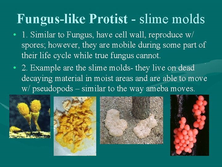 Fungus-like Protist - slime molds • 1. Similar to Fungus, have cell wall, reproduce