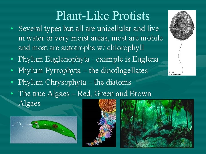 Plant-Like Protists • Several types but all are unicellular and live in water or