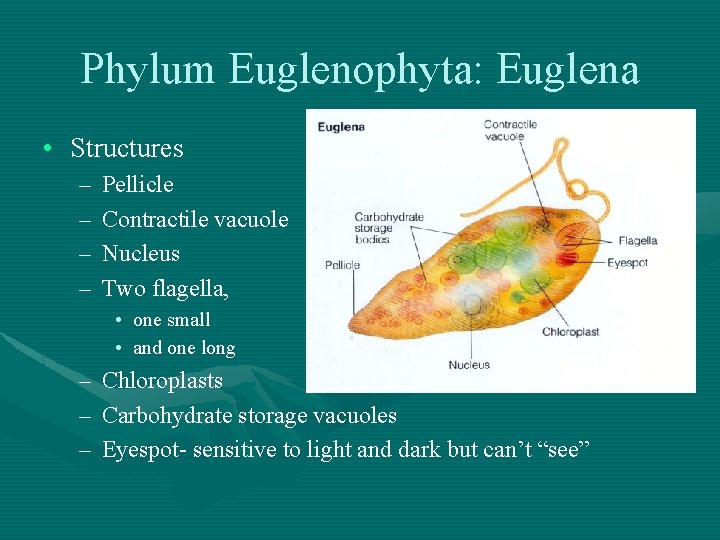 Phylum Euglenophyta: Euglena • Structures – – Pellicle Contractile vacuole Nucleus Two flagella, •