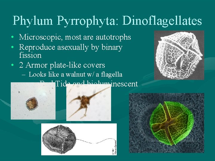 Phylum Pyrrophyta: Dinoflagellates • Microscopic, most are autotrophs • Reproduce asexually by binary fission