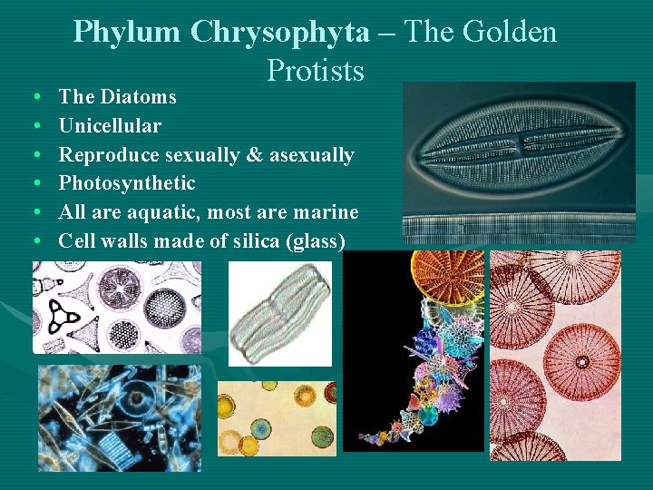  • • • Phylum Chrysophyta – The Golden Protists The Diatoms Unicellular Reproduce