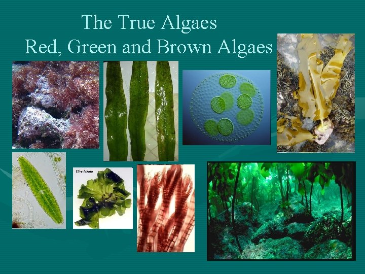 The True Algaes Red, Green and Brown Algaes 