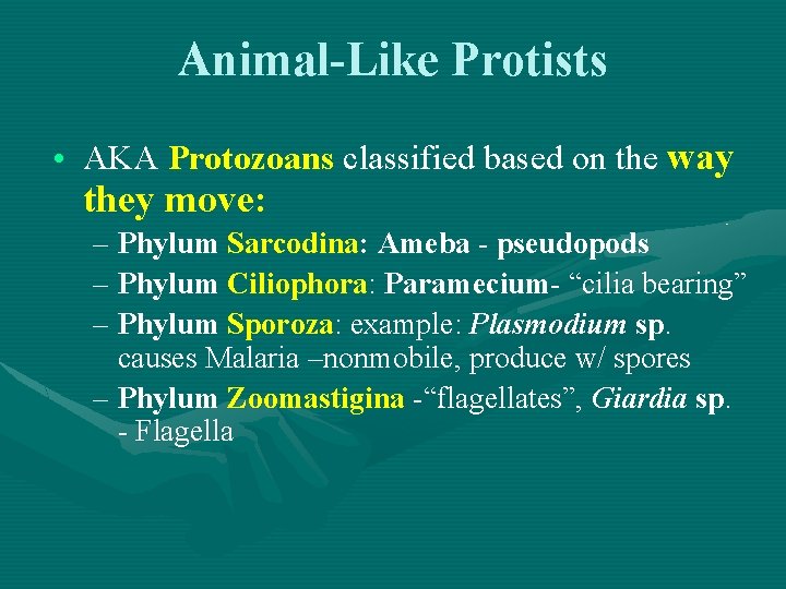 Animal-Like Protists • AKA Protozoans classified based on the way they move: – Phylum