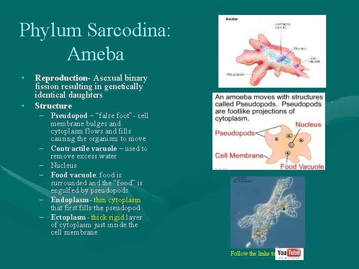 Phylum Sarcodina: Ameba • • Reproduction- Asexual binary fission resulting in genetically identical daughters