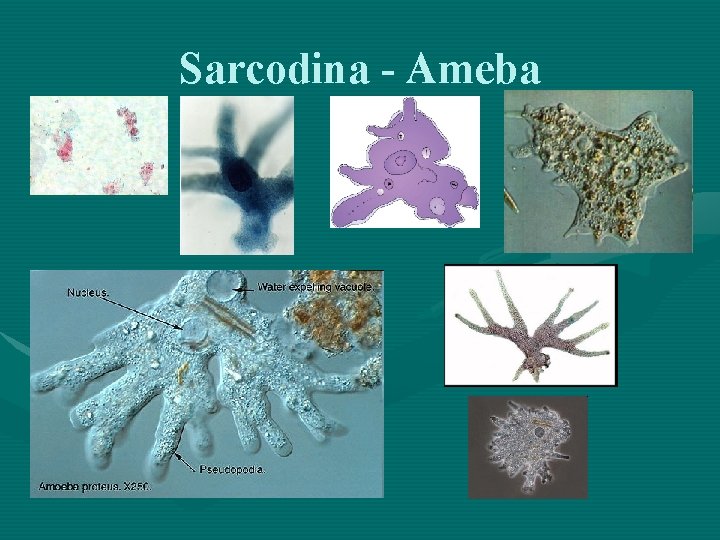 Sarcodina - Ameba 