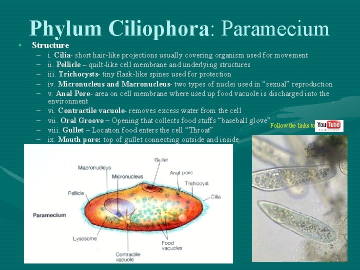  • Phylum Ciliophora: Ciliophora Paramecium Structure – – – – – i. Cilia-