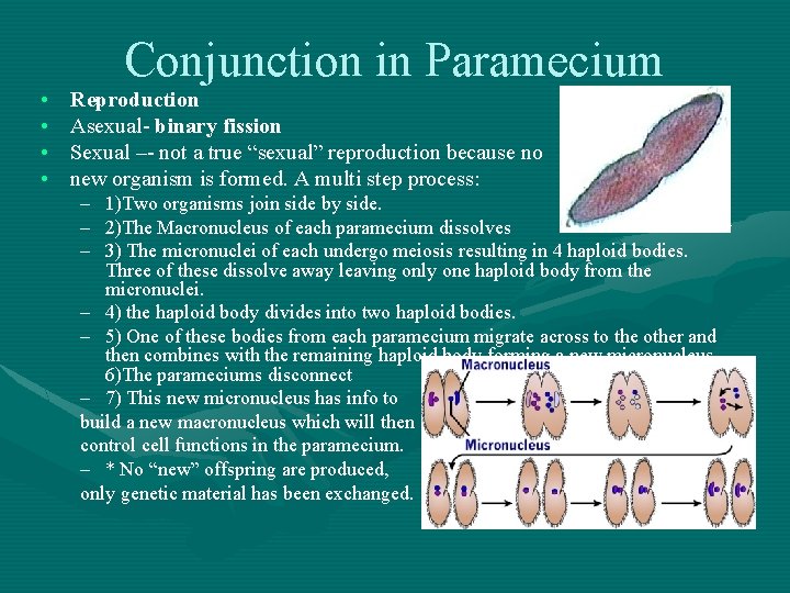 Conjunction in Paramecium • • Reproduction Asexual- binary fission Sexual –- not a true