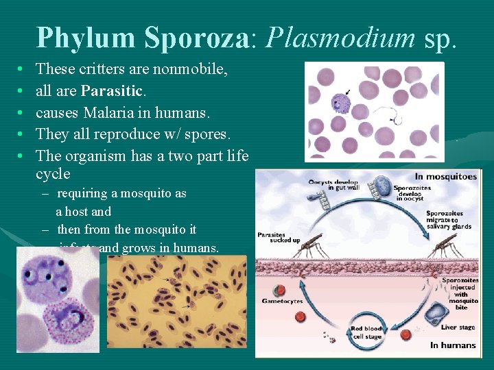 Phylum Sporoza: Sporoza Plasmodium sp. • • • These critters are nonmobile, all are