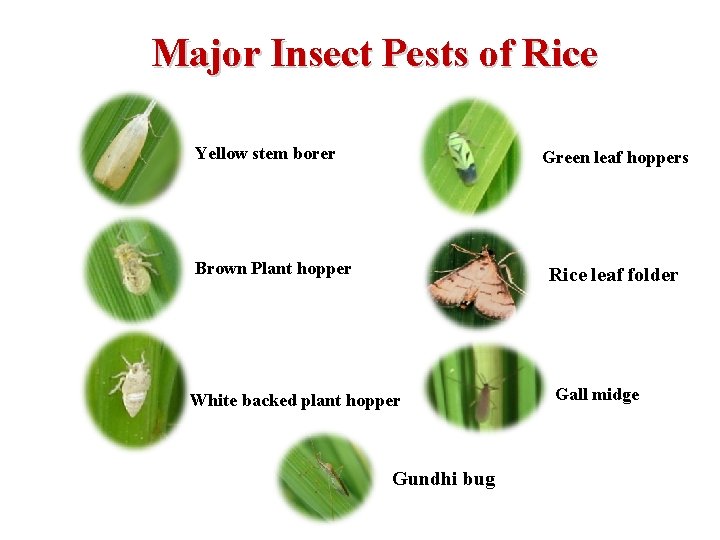 Pest Of Rice Effect of different levels of nitrogenous fertilization on