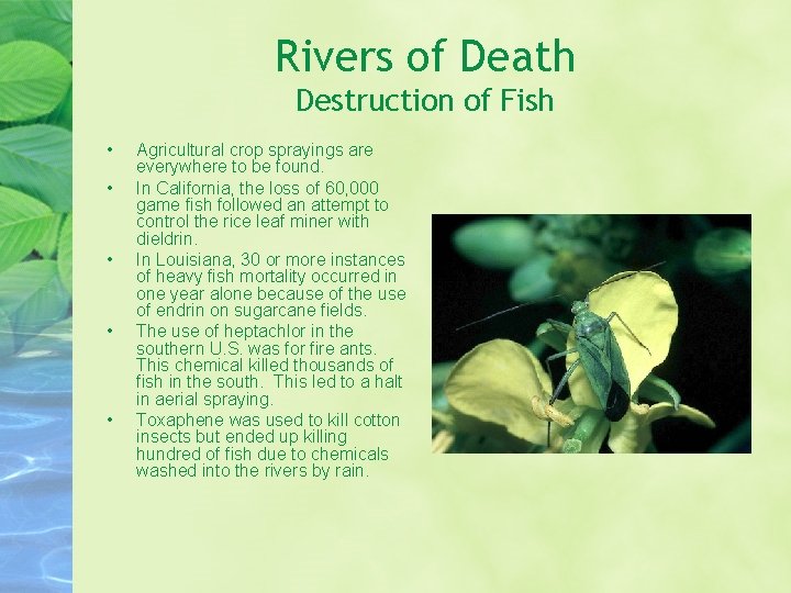 Rivers of Death Destruction of Fish • • • Agricultural crop sprayings are everywhere
