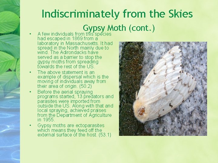 Indiscriminately from the Skies • • Gypsy Moth (cont. ) A few individuals from