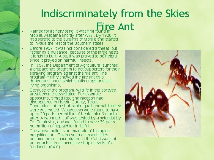  • • • Indiscriminately from the Skies Fire Ant Named for its fiery