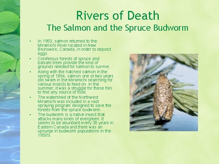 Rivers of Death The Salmon and the Spruce Budworm • • • In 1953,