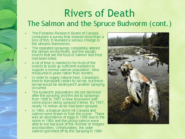 Rivers of Death The Salmon and the Spruce Budworm (cont. ) • • •