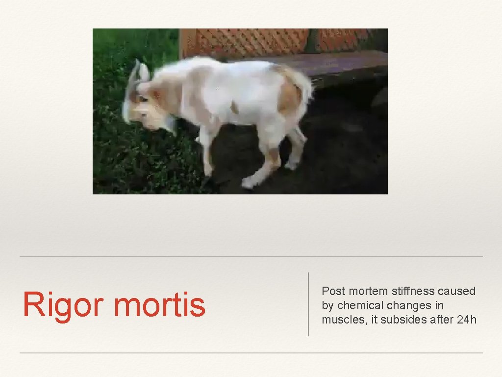 Rigor mortis Post mortem stiffness caused by chemical changes in muscles, it subsides after