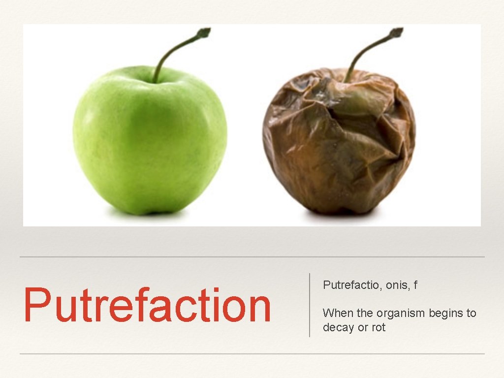 Putrefaction Putrefactio, onis, f When the organism begins to decay or rot 