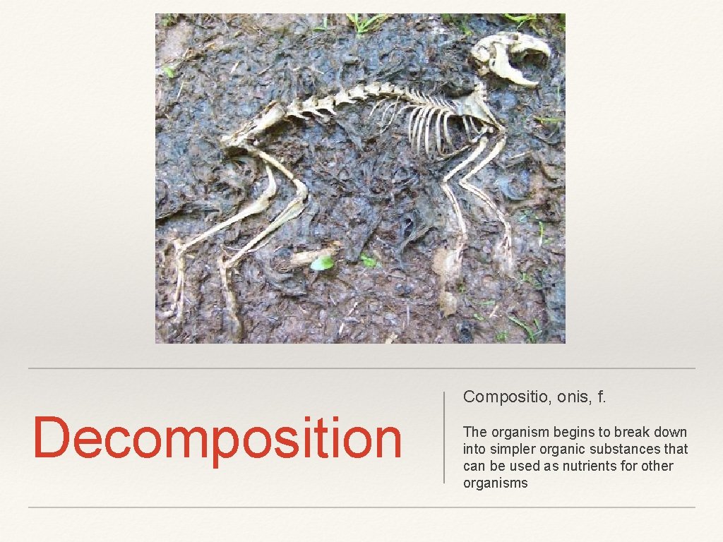 Compositio, onis, f. Decomposition The organism begins to break down into simpler organic substances