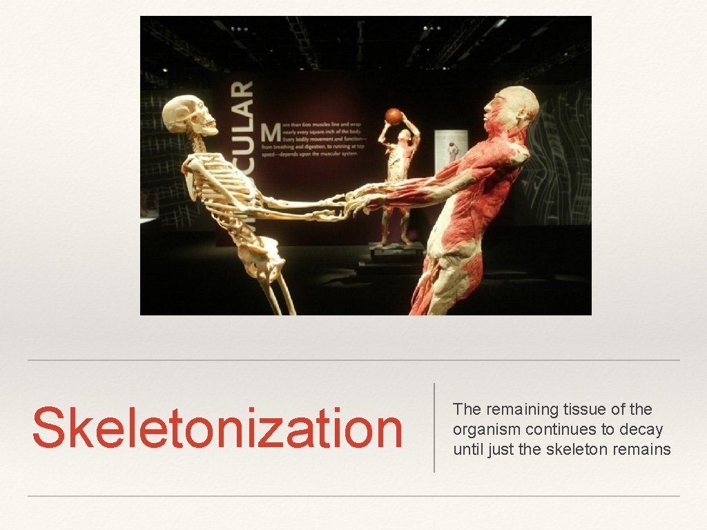 Skeletonization The remaining tissue of the organism continues to decay until just the skeleton