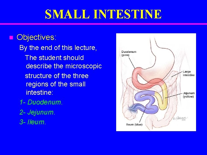 SMALL INTESTINE n Objectives: By the end of this lecture, The student should describe