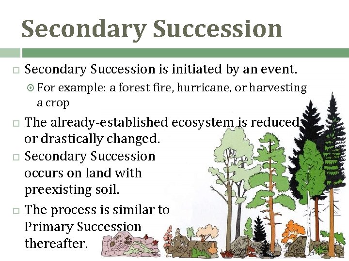 Secondary Succession is initiated by an event. For example: a forest fire, hurricane, or Secondary Succession is initiated by an event. For example: a forest fire, hurricane, or