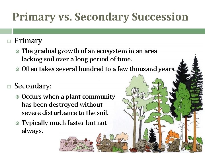 Primary vs. Secondary Succession Primary The gradual growth of an ecosystem in an area Primary vs. Secondary Succession Primary The gradual growth of an ecosystem in an area
