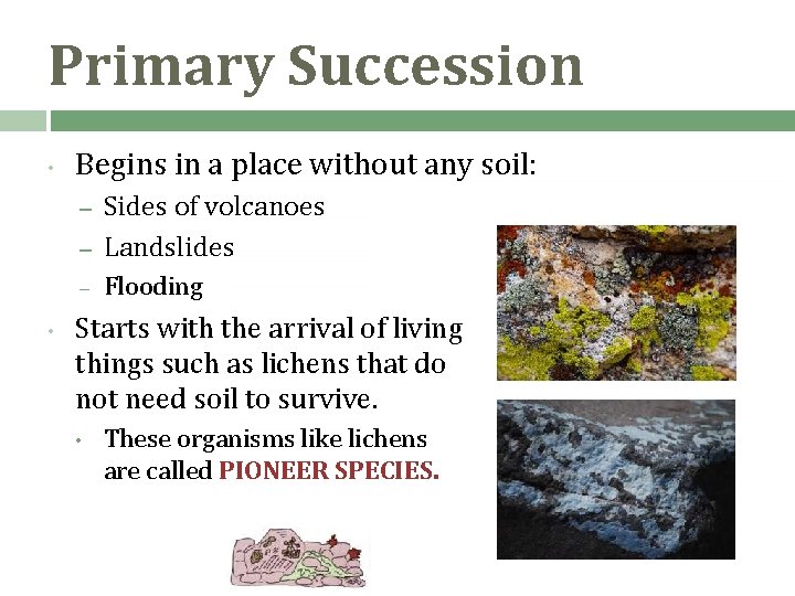 Primary Succession • Begins in a place without any soil: – Sides of volcanoes Primary Succession • Begins in a place without any soil: – Sides of volcanoes