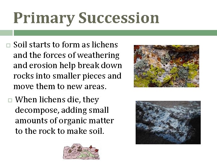 Primary Succession Soil starts to form as lichens and the forces of weathering and Primary Succession Soil starts to form as lichens and the forces of weathering and