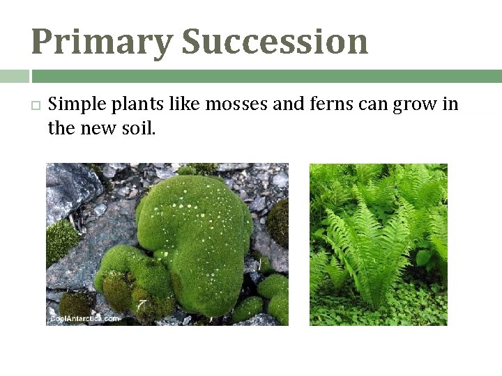 Primary Succession Simple plants like mosses and ferns can grow in the new soil. Primary Succession Simple plants like mosses and ferns can grow in the new soil.