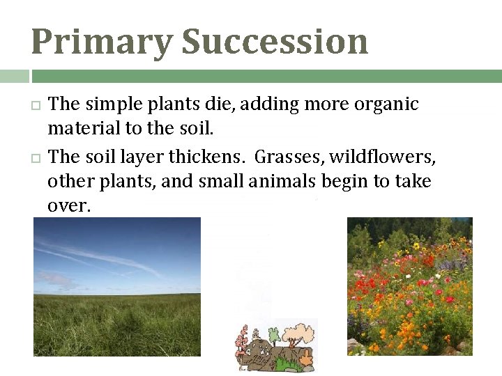 Primary Succession The simple plants die, adding more organic material to the soil. The Primary Succession The simple plants die, adding more organic material to the soil. The