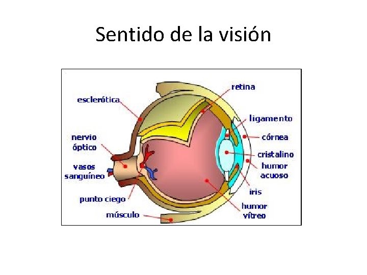 Sentido de la visión 