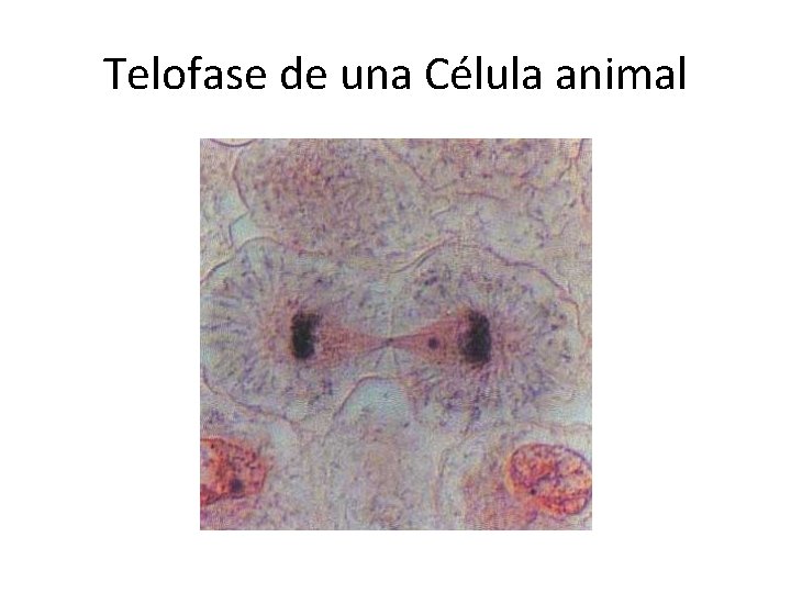 Telofase de una Célula animal 